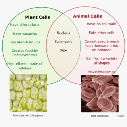 Venn diagram for plants and animals