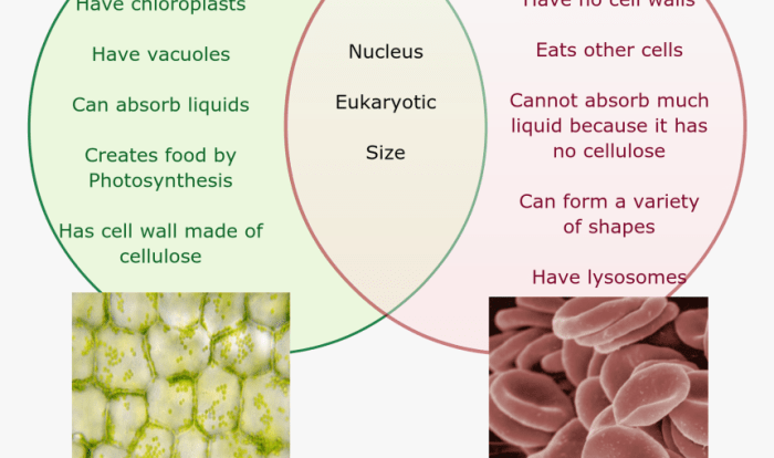 Venn diagram for plants and animals