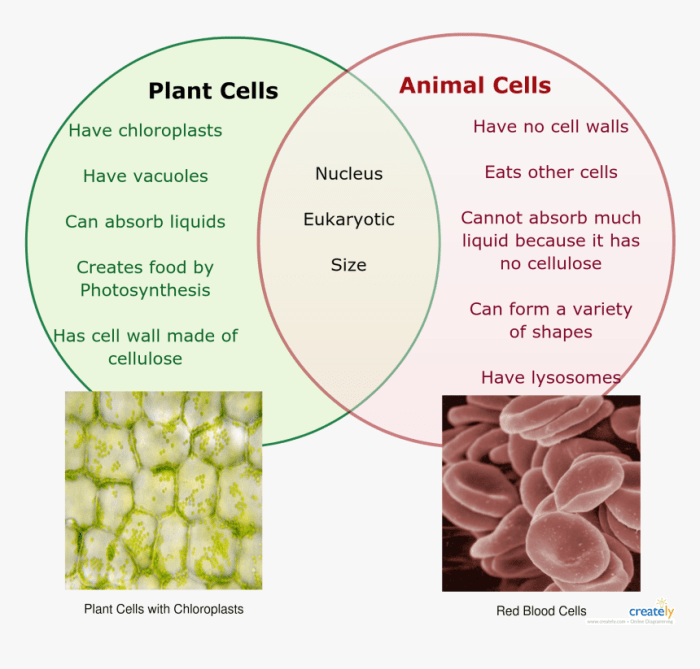 Venn diagram for plants and animals