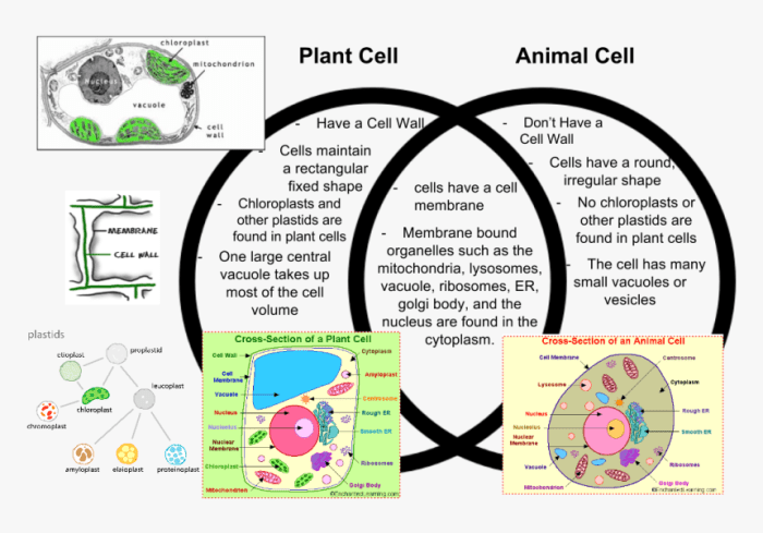 Venn diagram for plants and animals