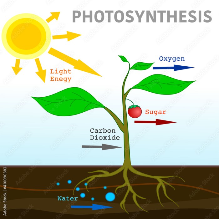 Select all of the following that are true about photosynthesis