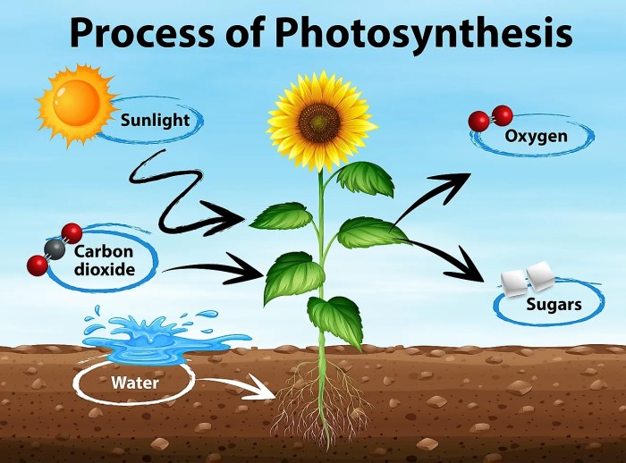 Select all of the following that are true about photosynthesis