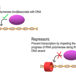 Select all of the correct statements about transcription factors