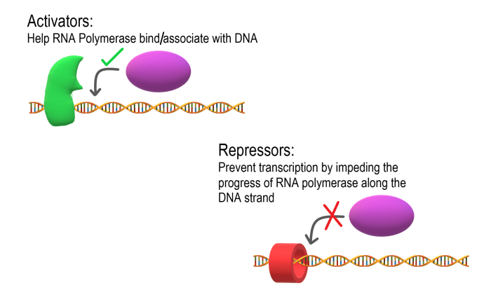 Select all of the correct statements about transcription factors