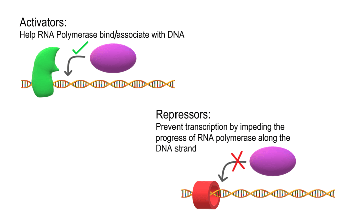 Select all of the correct statements about transcription factors