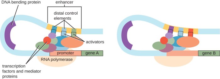 Select all of the correct statements about transcription factors