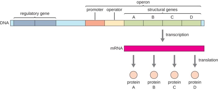 Intracellular hormone receptors receptor nuclear cytoplasm shock hsp