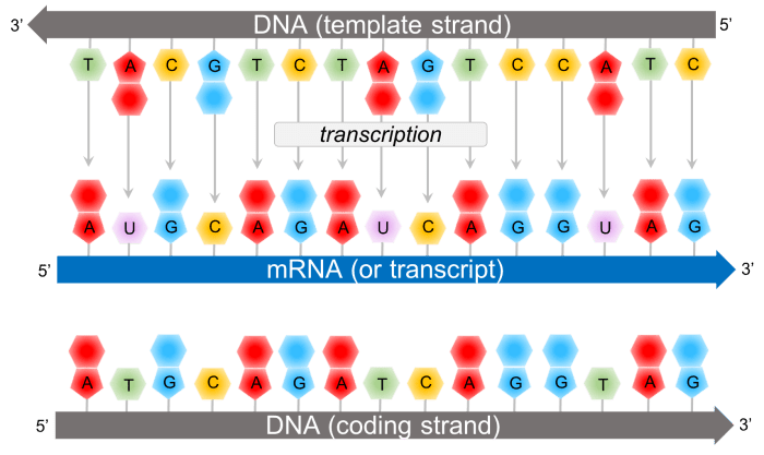 Label each element involved in bacterial transcription in the figure