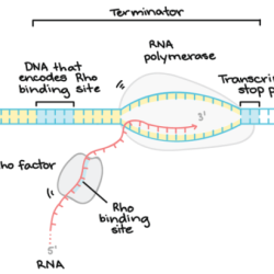 Translation protein transcription dna rna synthesis strand mrna complementary gene does make used strands biology template coding copy steps process