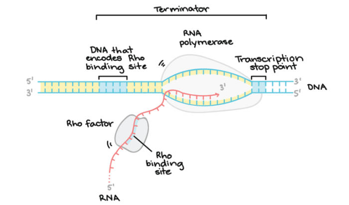 Translation protein transcription dna rna synthesis strand mrna complementary gene does make used strands biology template coding copy steps process