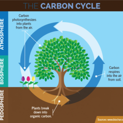 Photosynthesis drawing plants food process energy plant smartboard put nutrition diagram fixation nitrogen angiosperms mode oxygen science respiration nature drawings