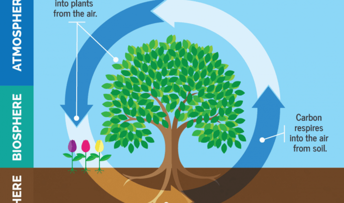 Photosynthesis drawing plants food process energy plant smartboard put nutrition diagram fixation nitrogen angiosperms mode oxygen science respiration nature drawings