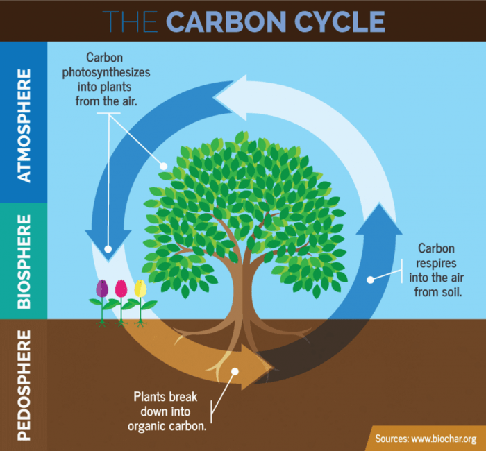 Photosynthesis drawing plants food process energy plant smartboard put nutrition diagram fixation nitrogen angiosperms mode oxygen science respiration nature drawings