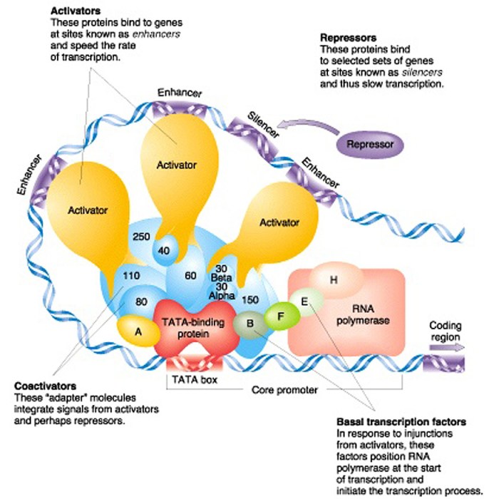 Regulation biology allosteric negative activators molecules effectors