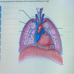 Correctly label the following anatomical features of the thoracic cavity.