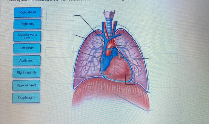 Correctly label the following anatomical features of the thoracic cavity.