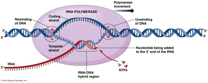 Label each element involved in bacterial transcription in the figure